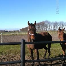 Fuldblod (XX) Zoomer † R.I.P †