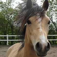 Welsh Partbred (Sec F) Tannes Bailey II blue..SOLGT