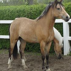 Welsh Partbred (Sec F) Tannes Bailey II blue..SOLGT