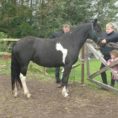 Barockpinto Corine Nymark