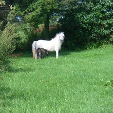 Miniature Holmegaard´s Cheper