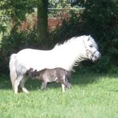 Miniature Holmegaard´s Cheper