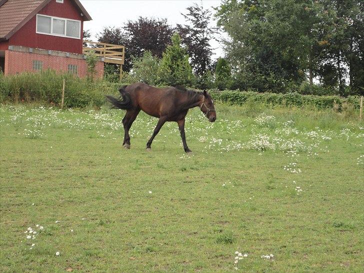 Traver Lukas Bit billede 5