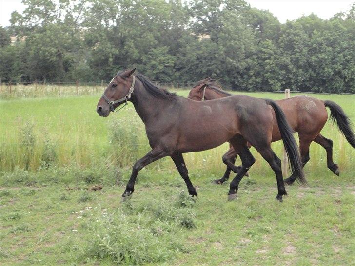 Traver Lukas Bit billede 6