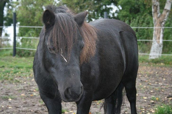 Dansk Miniature Pari Maluri (Silke) - Den sorte skønhed billede 5