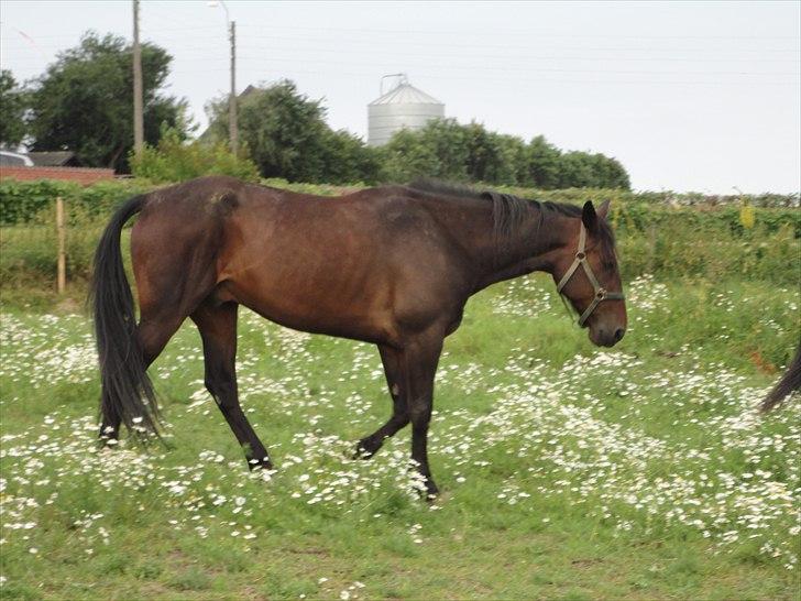 Traver Lukas Bit billede 7