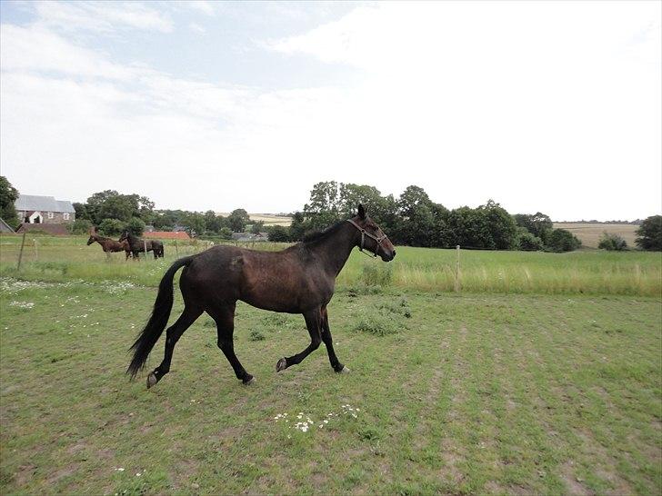 Traver Lukas Bit billede 8