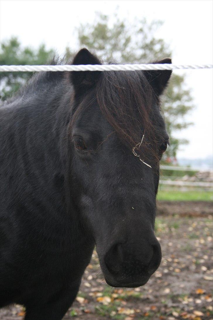 Dansk Miniature Pari Maluri (Silke) billede 6