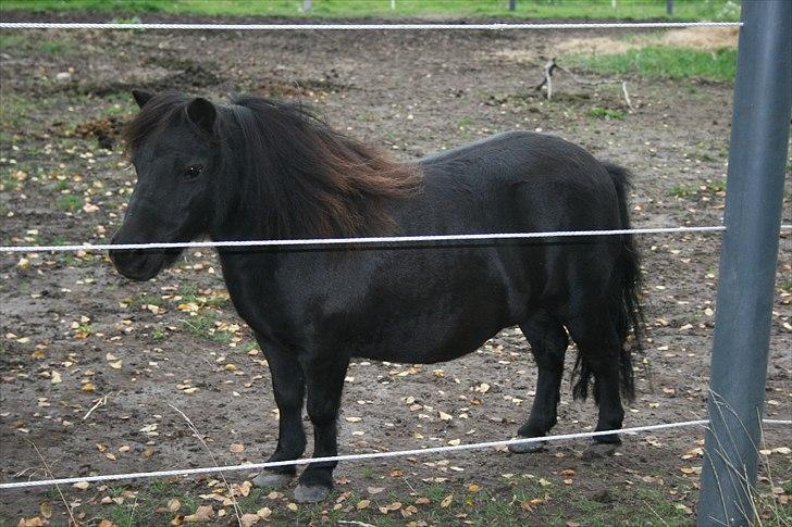 Dansk Miniature Pari Maluri (Silke) billede 7