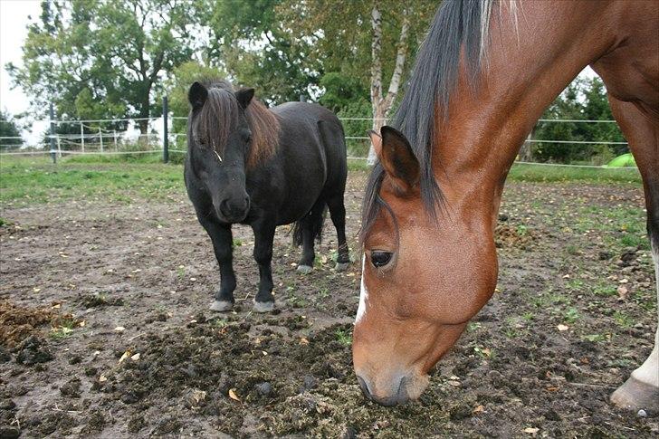 Dansk Miniature Pari Maluri (Silke) - For lige at pointere hvor skøn lille hun er billede 8