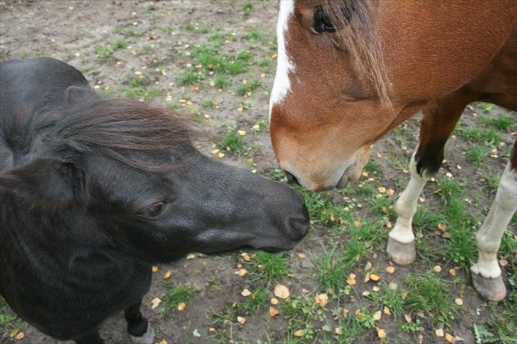 Dansk Miniature Pari Maluri (Silke) - du er nuser billede 9
