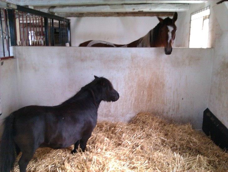 Dansk Miniature Pari Maluri (Silke) - jeg kan altså ikke nå derop billede 10