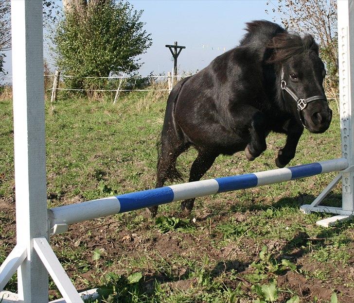 Dansk Miniature Pari Maluri (Silke) - yep, klart jeg kan springe... billede 11