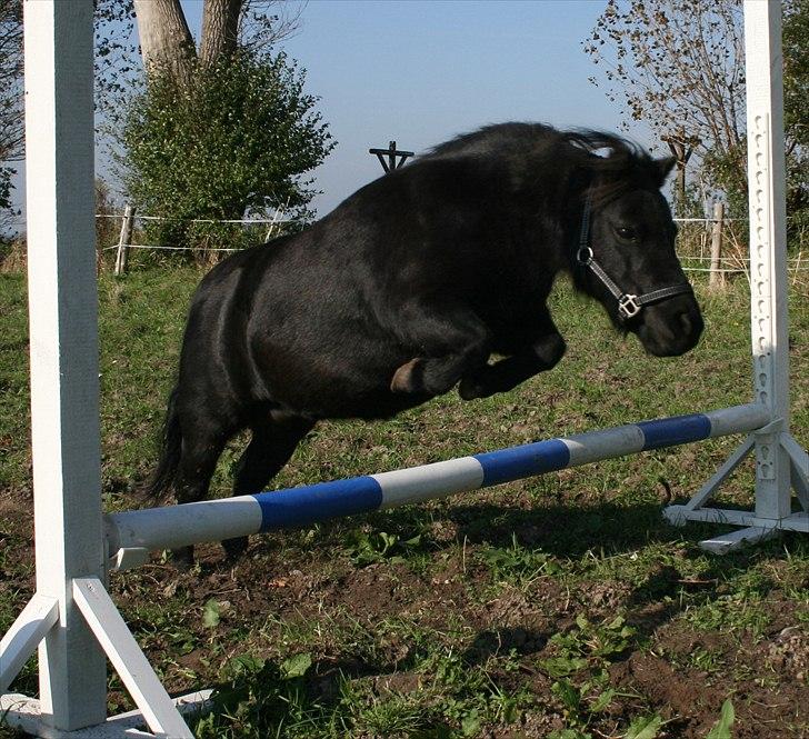 Dansk Miniature Pari Maluri (Silke) - og jeg kan springe med stil billede 12