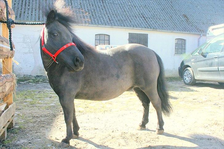 Dansk Miniature Pari Maluri (Silke) - Nyklippet for første gang - marts 2011 billede 13