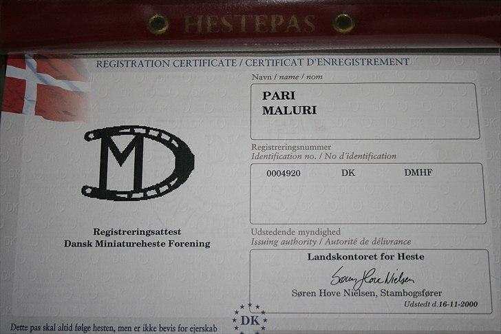 Dansk Miniature Pari Maluri (Silke) - bare så der ikke er nogen tvivl - hun ER en miniature <3 billede 14