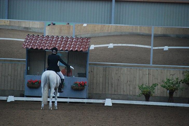 Welsh Partbred (Sec F) Lyngvejens kenzo - Hilser på dommeren(; Lb1(; billede 10