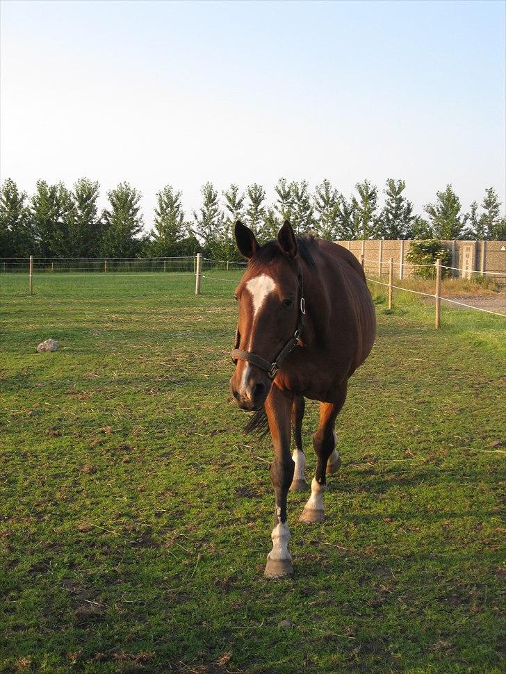 Fuldblod (XX) Milton - R.I.P billede 20