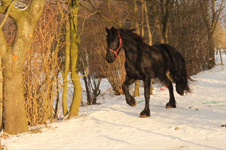 Frieser Tjitske *tidl. part* - Tjitske i sneen :) billede 1