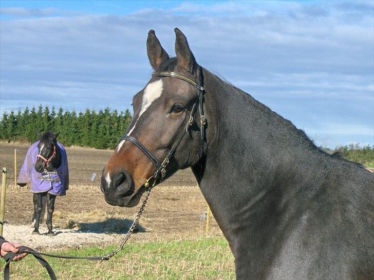 Oldenborg Rosenhavens Sindi - elsker dette billede! :) billede 3