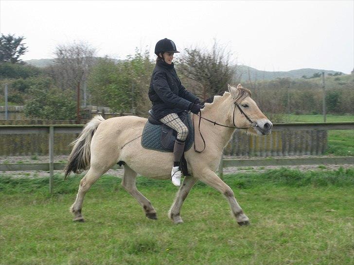 Fjordhest Galla Gudenå - Trav med Helena
Foto - Mig selv billede 9