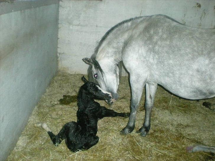 Welsh Mountain (sec A) Nørrehedens Bounty billede 2