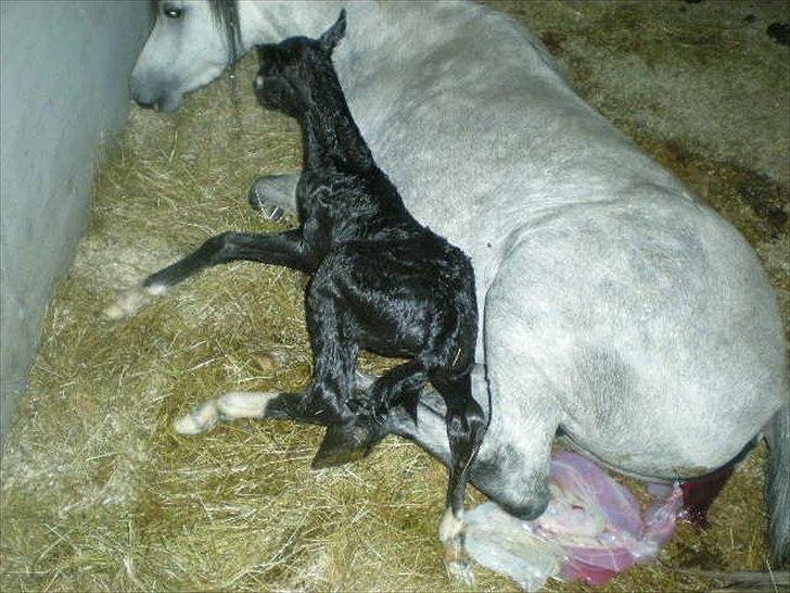 Welsh Mountain (sec A) Nørrehedens Bounty billede 4