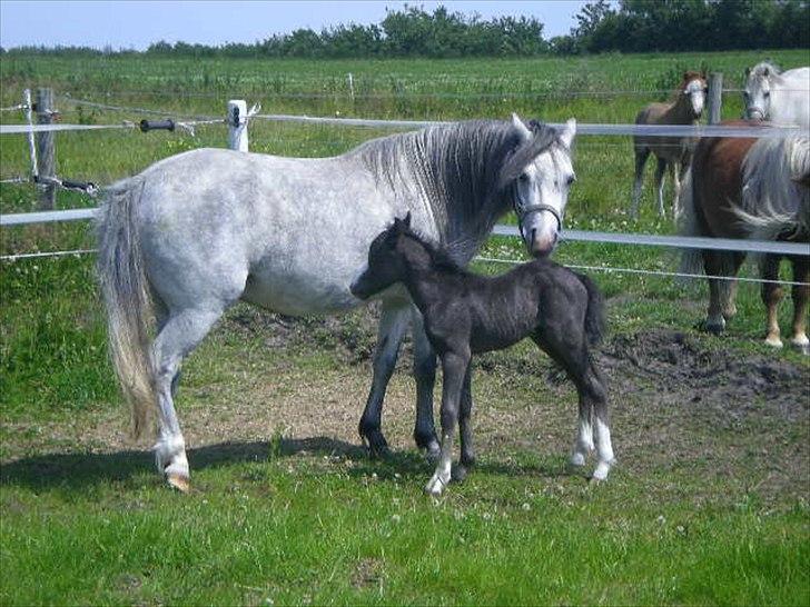 Welsh Mountain (sec A) Nørrehedens Bounty billede 6