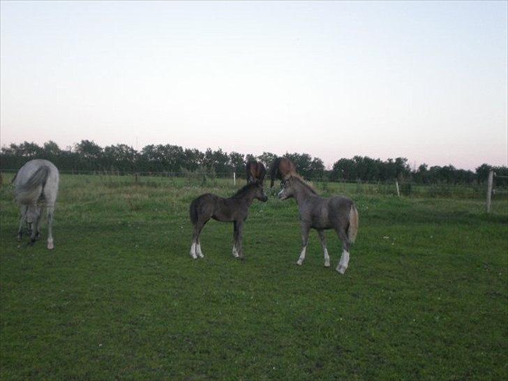 Welsh Mountain (sec A) Nørrehedens Bounty billede 12