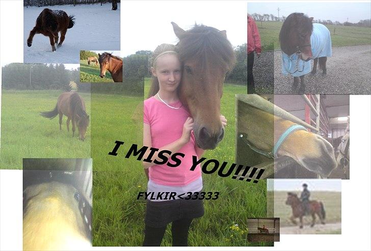 Islænder Fylkir fraEllidshøj billede 16