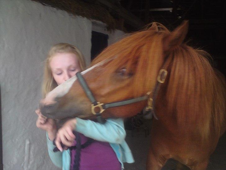 Islænder Dyggur fra Tranten billede 16