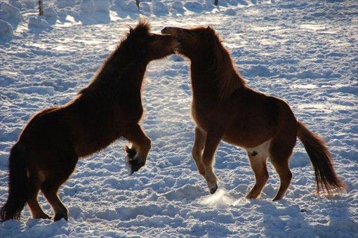 Islænder Dyggur fra Tranten billede 17