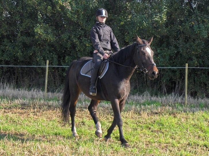 Oldenborg Rosenhavens Sindi - 9-10-2010 <3 en af de føste gange jeg red hende der er sket meget! :) i den positive retning! <3 billede 2