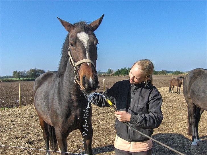 Oldenborg Rosenhavens Sindi billede 4