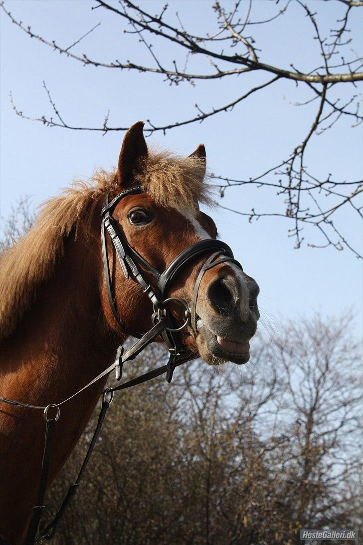 New Forest Pegasus af Bråskovgård<3 - ejjjj Pegasus rækker du tunge til kamaretet ??? Hvor er du sød<3 2011 billede 7