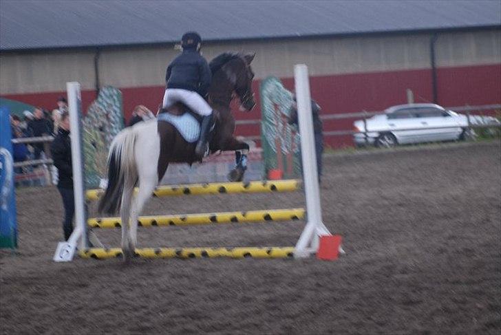 Anden særlig race Dakar Bækbo - Rigmor, min søster, og Dakar billede 1