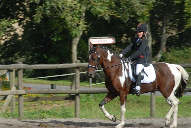 Anden særlig race Dakar Bækbo - Lillesøster og Dakar.. billede 2