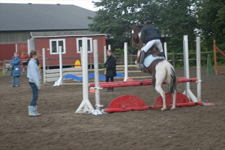 Anden særlig race Dakar Bækbo - Søster og Dakar.. billede 4