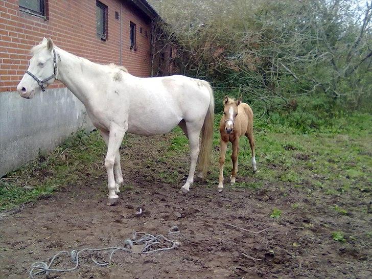 Palomino Golden Miss Honey solg - jeg er bange mor billede 20