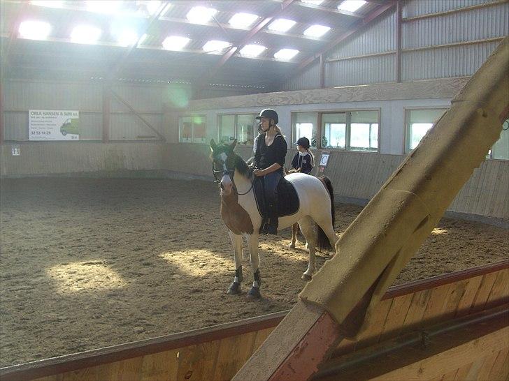 Anden særlig race Ebony's Surprise SOLGT billede 11