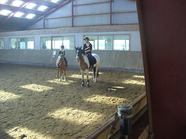 Anden særlig race Ebony's Surprise SOLGT billede 12