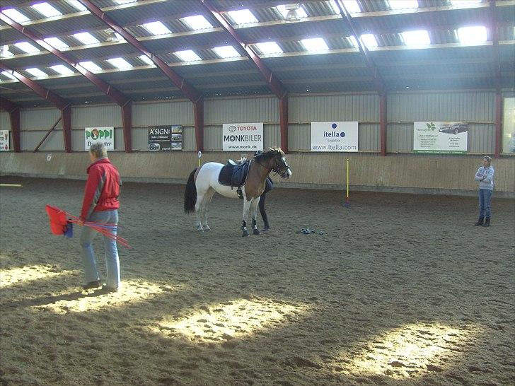 Anden særlig race Ebony's Surprise SOLGT billede 13