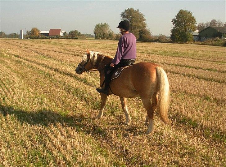 Haflinger Til minde om Sille - Nr. 17 Mor rider sin pony billede 17