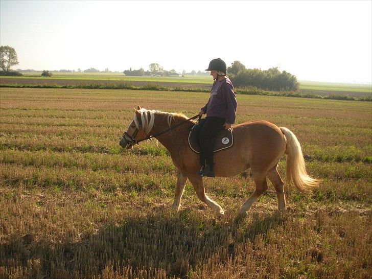 Haflinger Til minde om Sille - Nr. 18 Igen billede 18