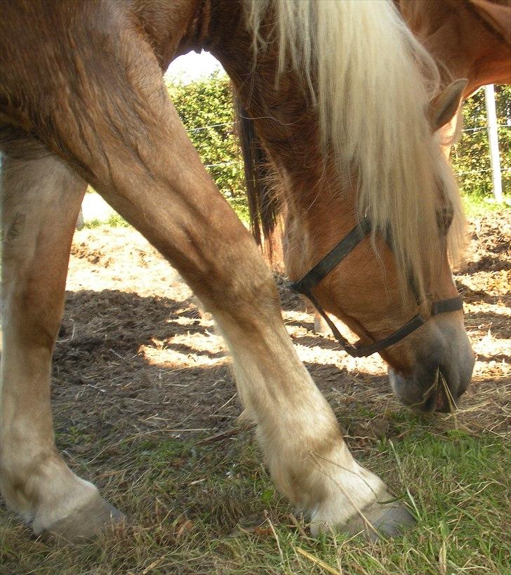 Haflinger Til minde om Sille - Nr. 20 Smukke hest billede 20