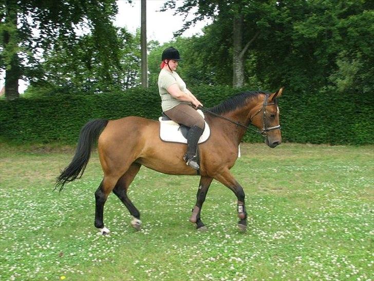 Dansk Varmblod Ravenna Frihave billede 2