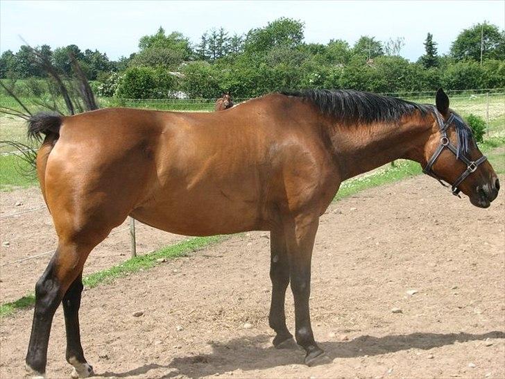 Dansk Varmblod Ravenna Frihave billede 4