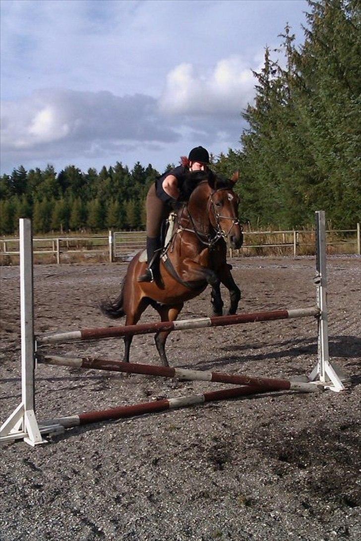 Dansk Varmblod Ravenna Frihave billede 6