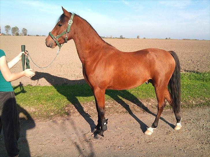 Welsh Partbred (Sec F) Dimitri - AT SE GODT UD.!-foto: Trine billede 7