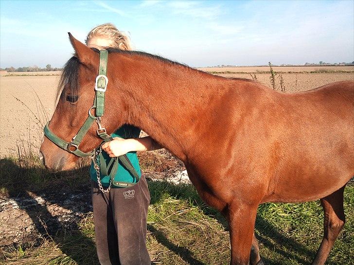 Welsh Partbred (Sec F) Dimitri - foto: Trine billede 14